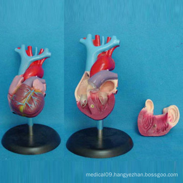 Human Adult Heart Parts Biology Anatomical Model (R120101)